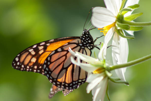 Monarch Butterfly Migration Monarch Butterfly California Beauty pacific grove stock pictures, royalty-free photos & images