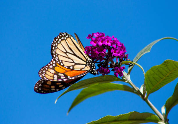 Monarch Butterfly Migration Monarch Butterfly California Beauty pacific grove stock pictures, royalty-free photos & images