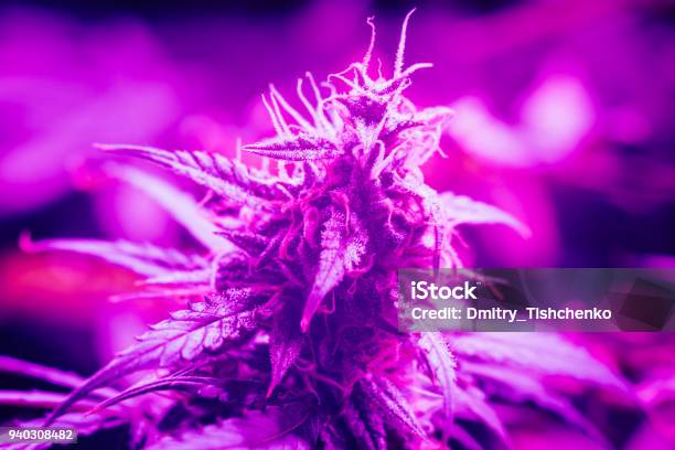 Red Strain Marijuana Growing Under Artificial Led Lamps Light Artificial A Large ...