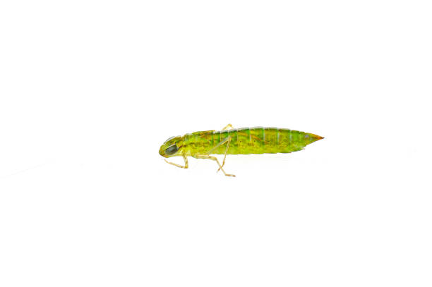 istock Dragonfly larvae isolated in the white 940321864