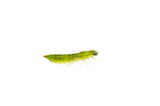 istock Dragonfly larvae isolated in the white 940321872