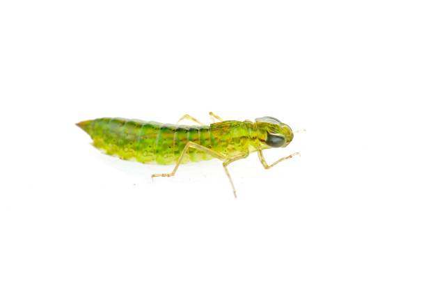 istock Dragonfly larvae isolated in the white 940321894