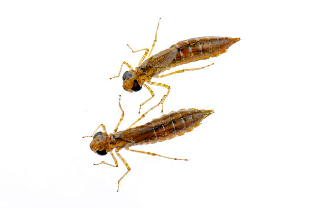 istock Dragonfly larvae isolated in the white 940322032