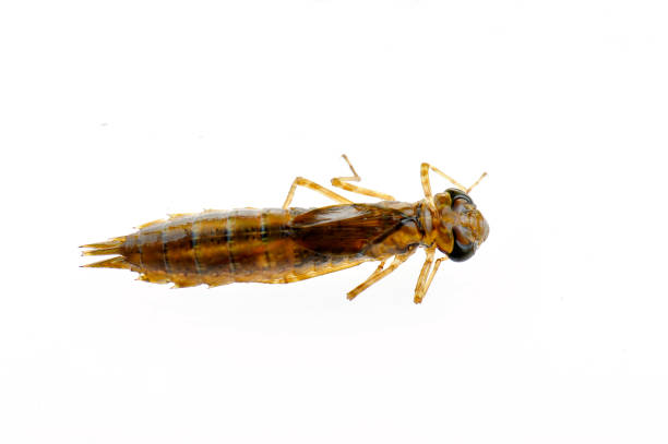 istock Dragonfly larvae isolated in the white 940324050