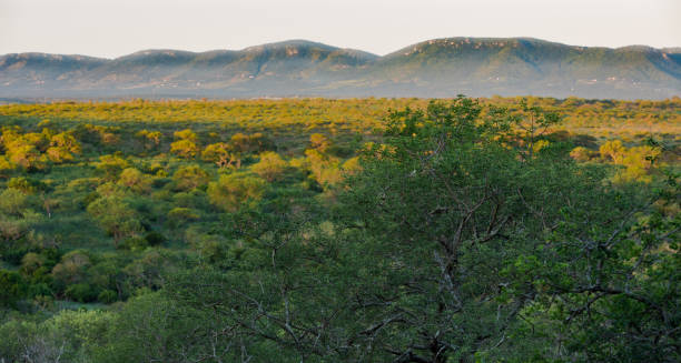 The African Savanna