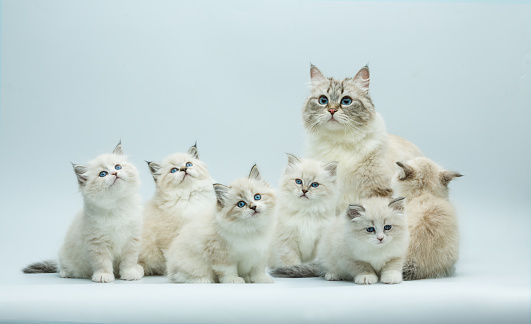 Portrait of a Siberian kitten family, 1-2 month born kittens on a gray bbackground