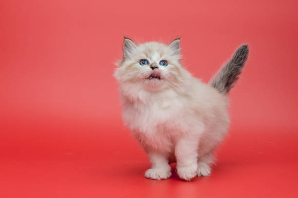 Portrait of Siberian kitten, studio shoot stock photo