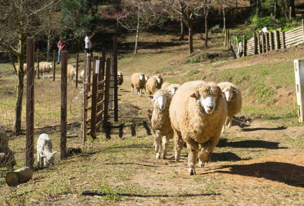 istock Flock of sheep running in the farm 940329796