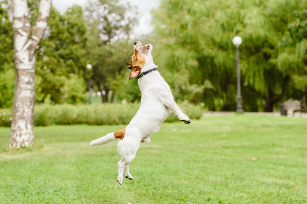 istock Happy Jack Russell Terrier dog jumping and playing at park lawn 940331204