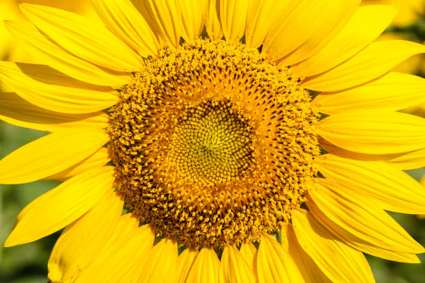 istock The details of sunflower 940337378