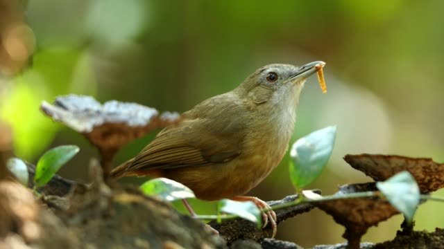 Puff-throated Babbler eating worm