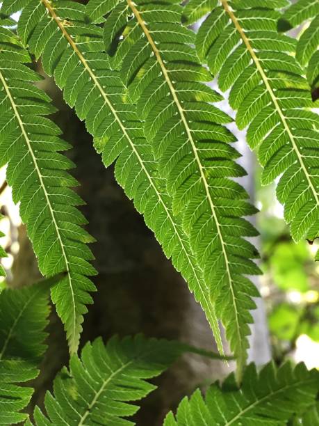 istock Green fern leaves 940340450