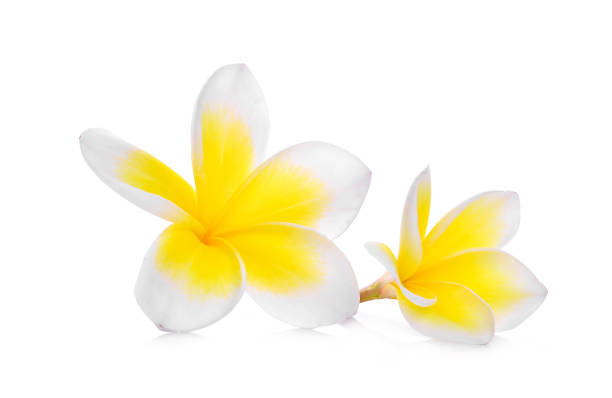 istock white frangipani (plumeria) flower isolated on white background 940342764