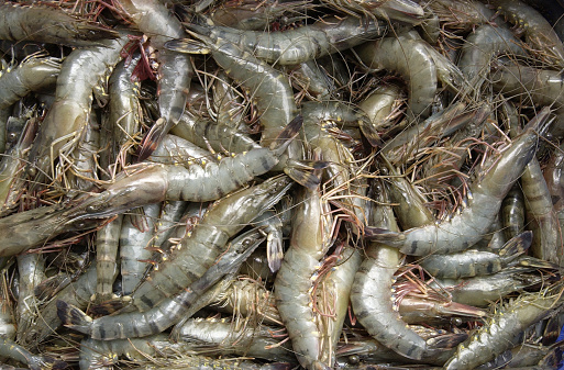 Shrimp farmers farm in Sidoarjo, Indonesia