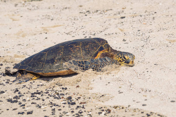 Free Stock Photo of Green Sea Turtle Laying on the Beach | Download ...