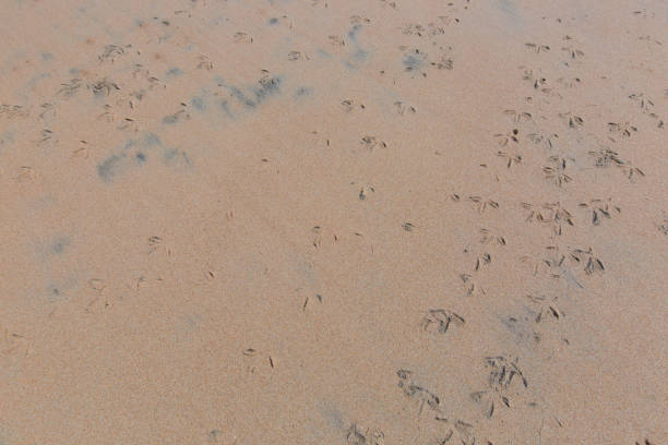 Animal foot path on the sand