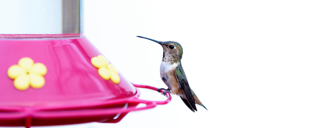 Humming Bird on a feeder with a white background