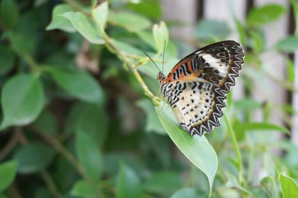 istock beautiful butterfly on green leaf 940351562
