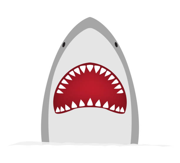 ilustraciones, imágenes clip art, dibujos animados e iconos de stock de tiburón grande sobre un fondo blanco aislado - afilado ilustraciones