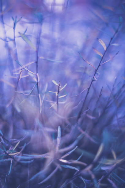 istock Purple toned wispy willow tree leaves in early evening light 940358608