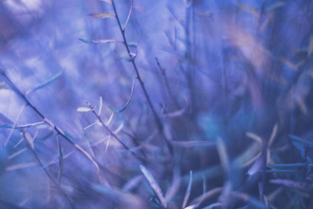 istock Purple toned wispy willow tree leaves in early evening light 940358610