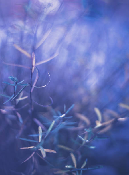 istock Purple toned wispy willow tree leaves in early evening light 940358666
