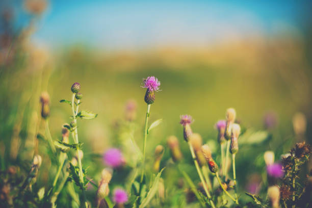 Vibrant wildflowers and weeds growing in a meadow