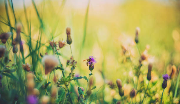 istock Vibrant wildflowers and weeds growing in a meadow 940358742