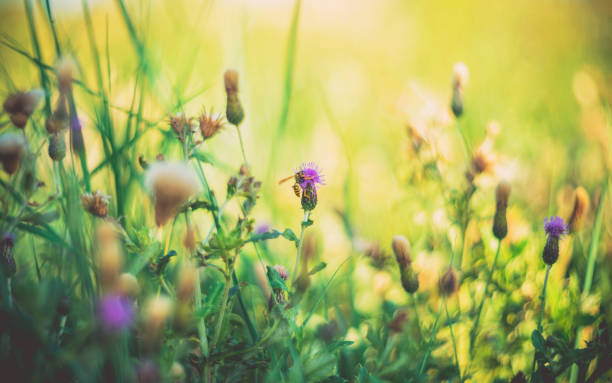 istock Vibrant wildflowers and weeds growing in a meadow 940358752
