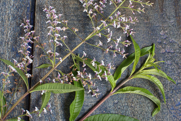 South American verbena bush leaf and flower closeup