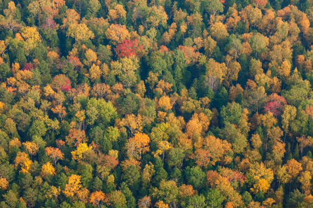 istock Top view of autumn forest 940362670