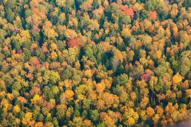 istock Top view of autumn forest 940362752