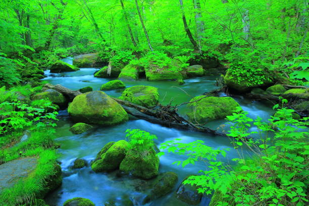 Oirase stream of summer Oirase stream of Towada city, Aomori prefecture hakkoda mountain range stock pictures, royalty-free photos & images