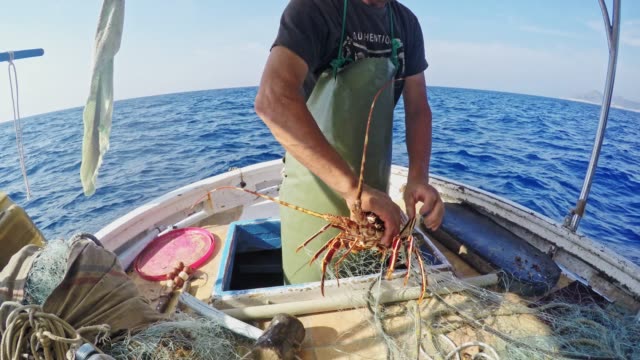 Fisherman untangling lobster from net on fishing boat