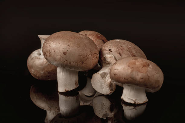 istock several mushrooms in front of black background 940369202