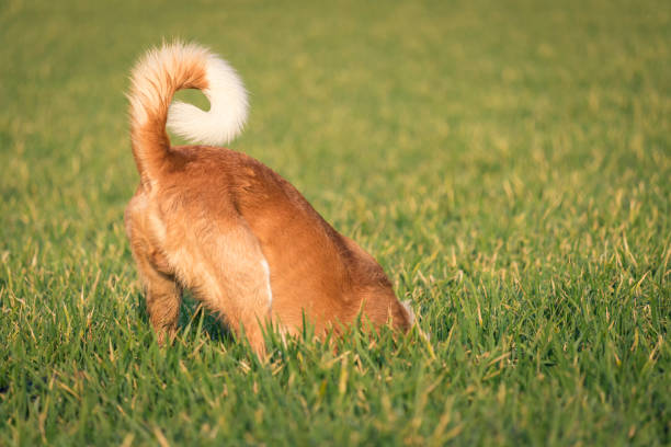 Dog digging a hole in the field