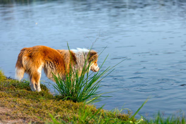 stray dog watch fish in water to fishing for eat.Animal hunting for survival concept