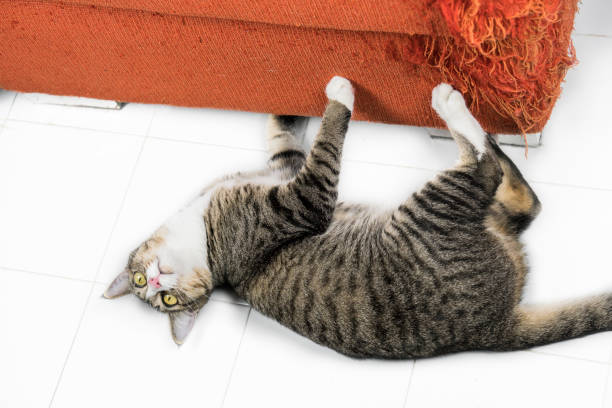 Cat Ripping Couch 140+ Cat Destroying Sofa Stock Photos, Pictures & Royalty-Free Images ...