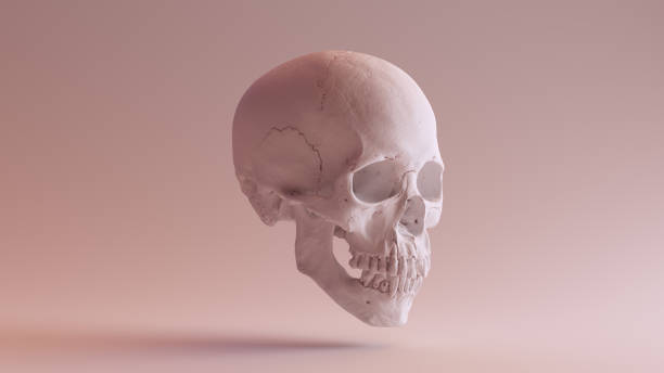 istock White Skull with Jaw Closed 3Q Right 940373362