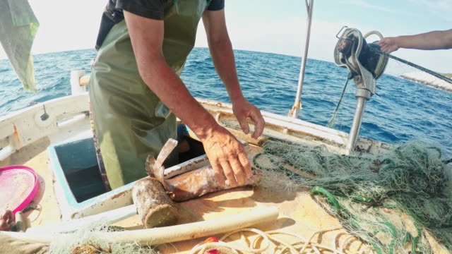 Fishermen removing lobster and fish from nets on fishing boat
