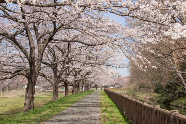 istock Cherry blossoms along the Mizuno canal 940374054