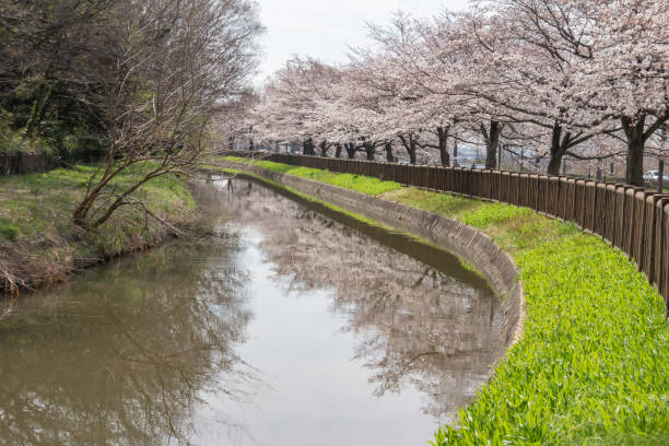 istock Cherry blossoms along the Mizuno canal 940374096
