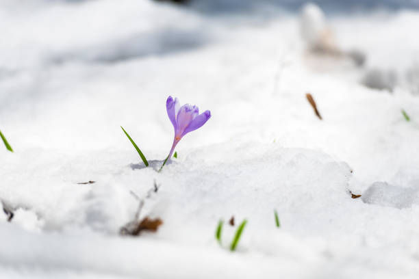 istock Flowers in the snow 940374326