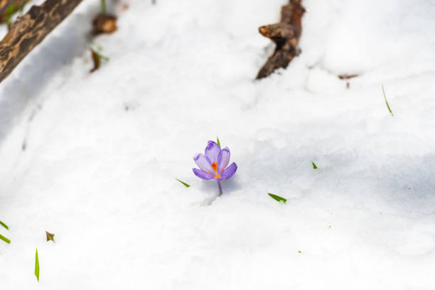istock Flowers in the snow 940374360
