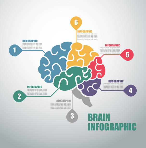 ilustrações de stock, clip art, desenhos animados e ícones de modern infographics options banner with colorful brain and in outline style. - cérebro