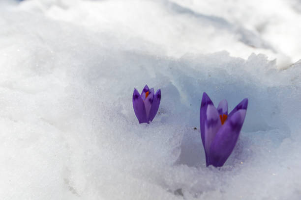 istock Flowers in the snow 940374984