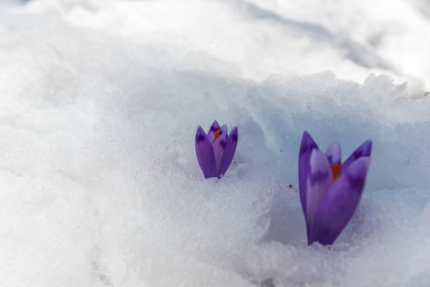 istock Flowers in the snow 940374988