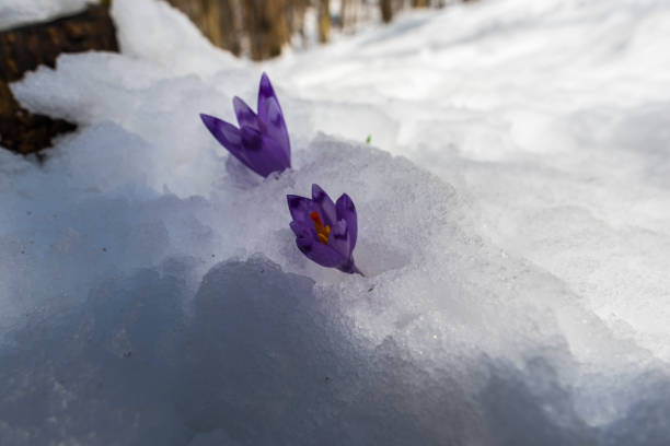istock Flowers in the snow 940374992
