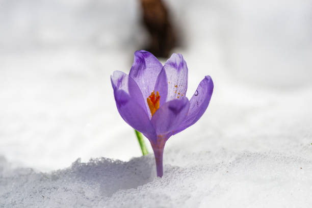 istock Flowers in the snow 940375004