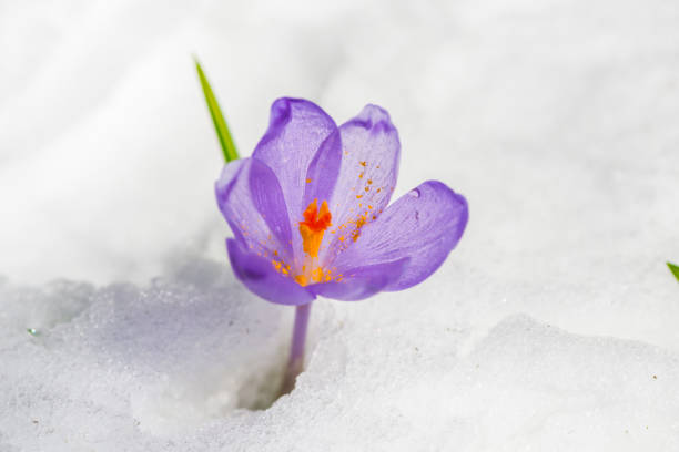 istock Flowers in the snow 940375008